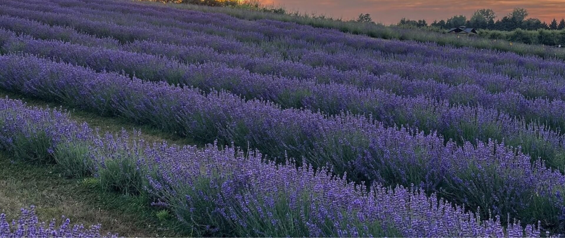 Apple Hill lavender fields