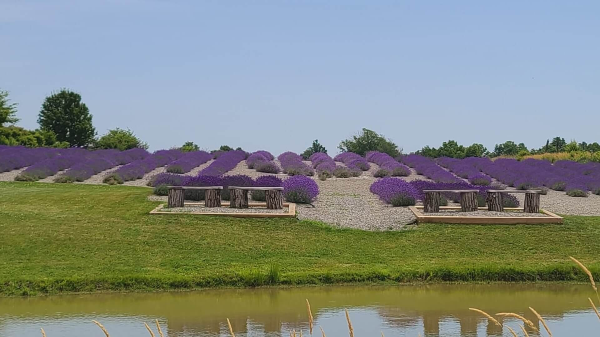 Lavender Festivals and Events