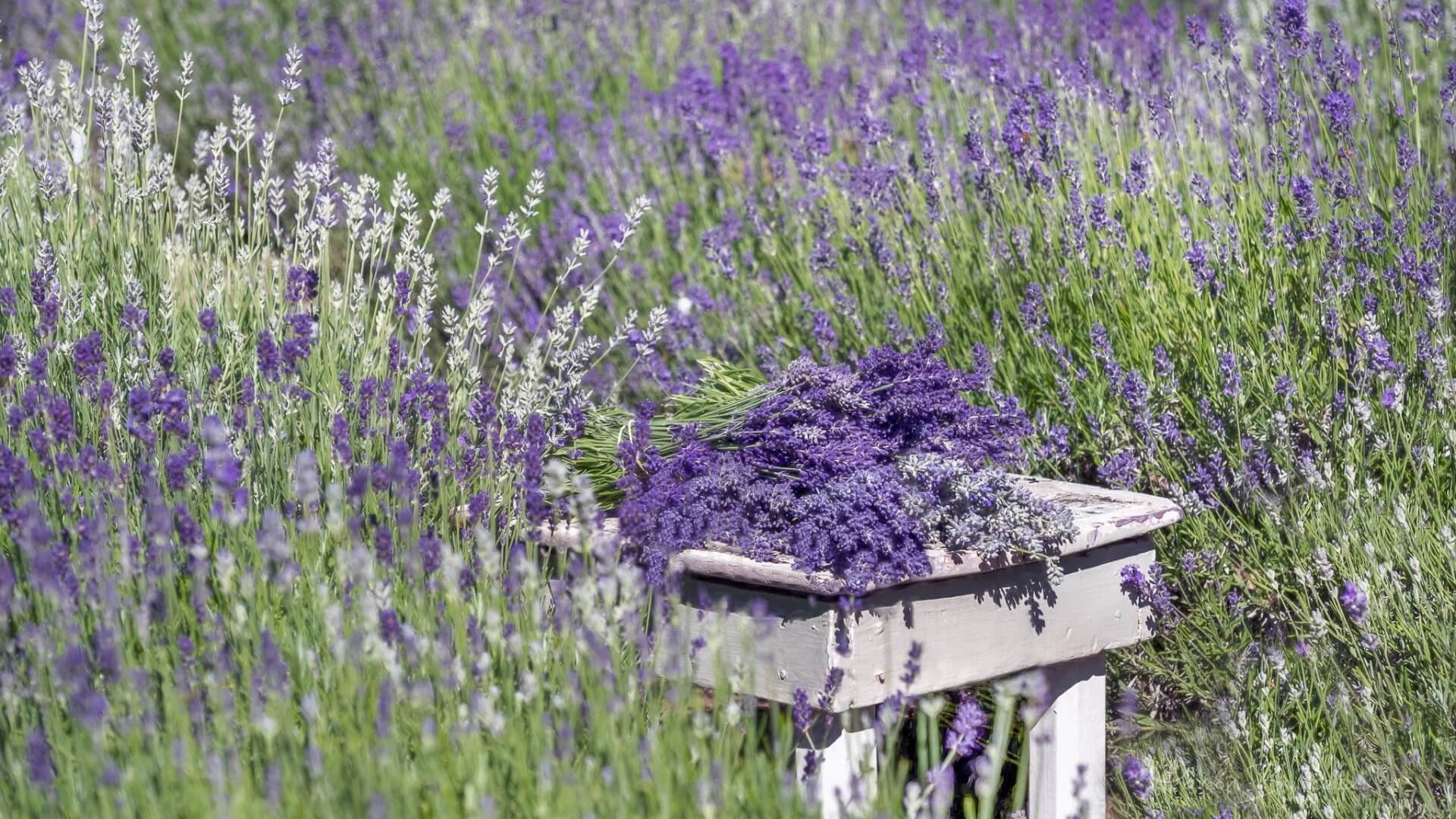 U-Pick Lavender