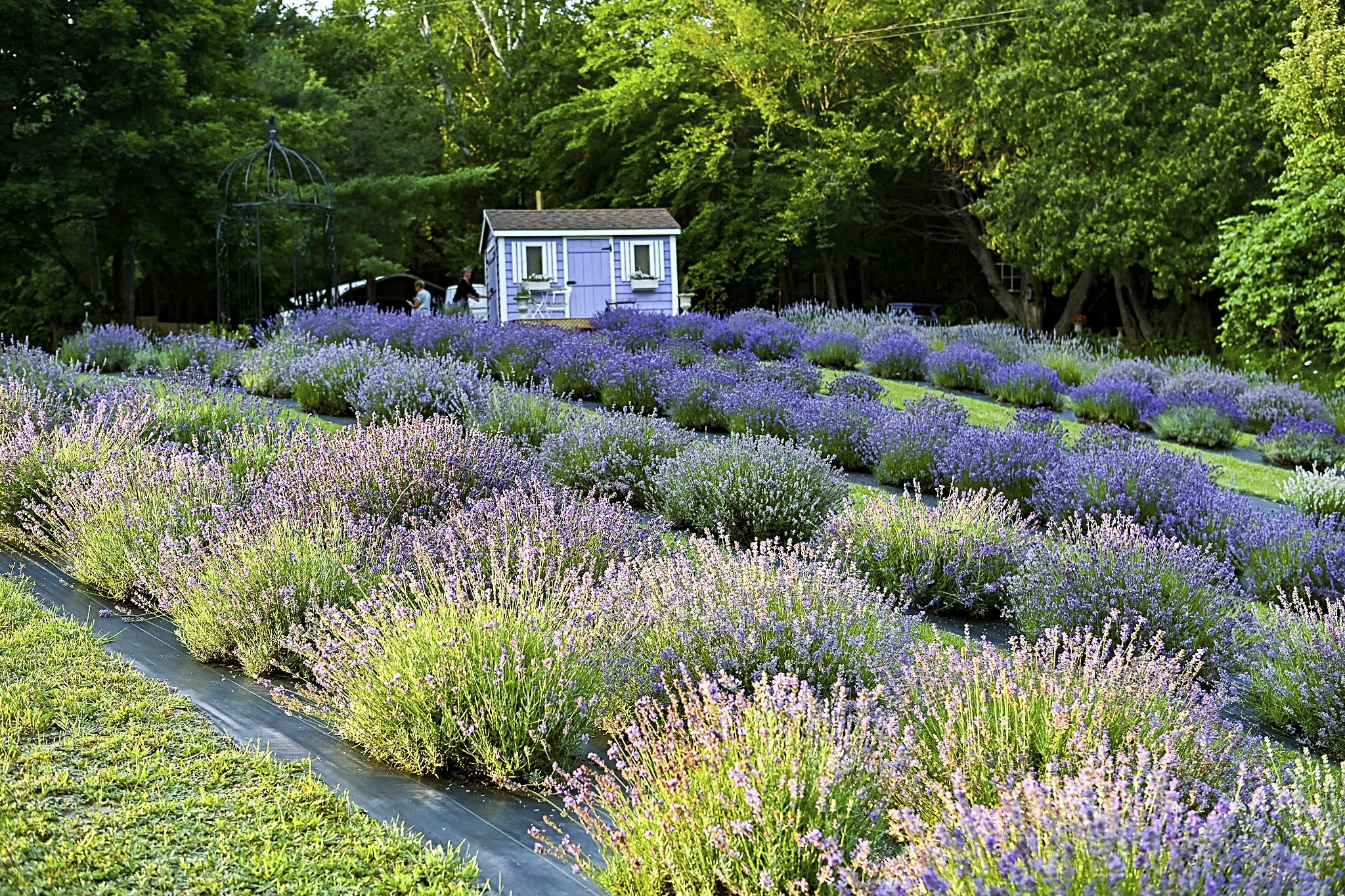 Lavender Farm Stay