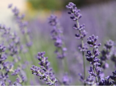 What is lavender